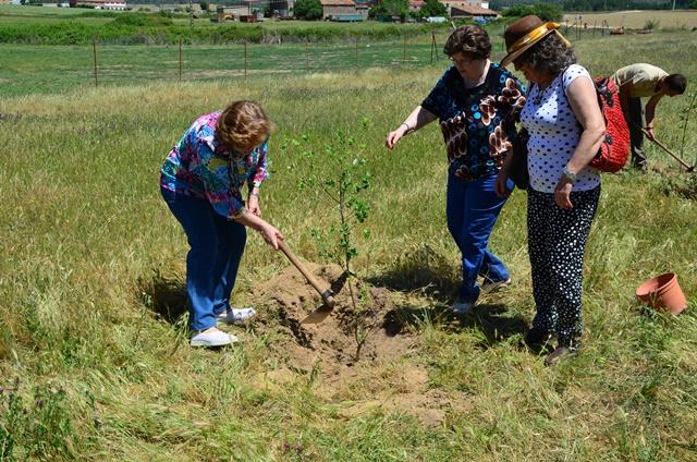 Plantación Robles San Isidro 2015