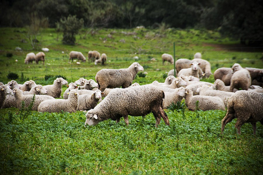 Ganado Ovino